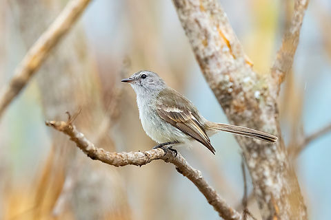 Mara&ntilde;on Tyrannulet (Nesotriccus maranonicus) La Corona, Ja&eacute;n, Cajamarca, Peru. Dec 31, 2022 Geotagged,Maranon tyrannulet,Nesotriccus maranonicus,Peru,Summer