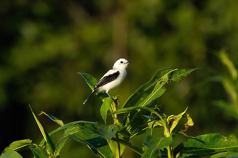 Pied water tyrant (Fluvicola pica) Laguna Juanacha, Ucayali, Peru. Aug 18, 2023 Fluvicola pica,Geotagged,Peru,Pied water tyrant,Winter