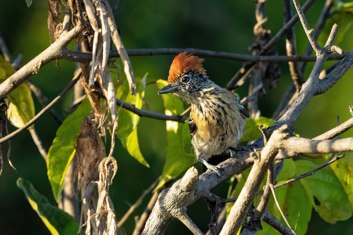 Black-crested antshrike (Sakesphorus canadensis) Laguna Juanacha, Ucayali, Peru. Aug 18, 2023 Black-crested antshrike,Geotagged,Peru,Sakesphorus canadensis,Winter