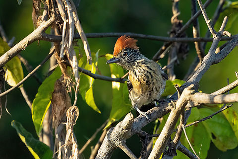 Black-crested antshrike (Sakesphorus canadensis) Laguna Juanacha, Ucayali, Peru. Aug 18, 2023 Black-crested antshrike,Geotagged,Peru,Sakesphorus canadensis,Winter