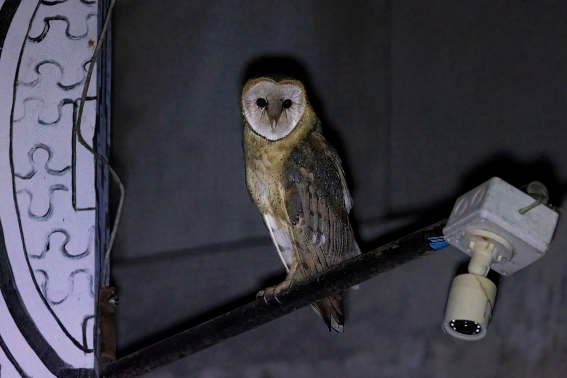 Watchers in the night... Masisea, Ucayali, Peru. Aug 18, 2023 Barn owl,Geotagged,Peru,Tyto alba,Winter