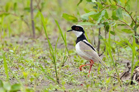 Pied Lapwing (Vanellus cayanus) Yarinacocha, Ucayali, Peru. Aug 14, 2023 Geotagged,Peru,Pied Lapwing,Vanellus cayanus,Winter