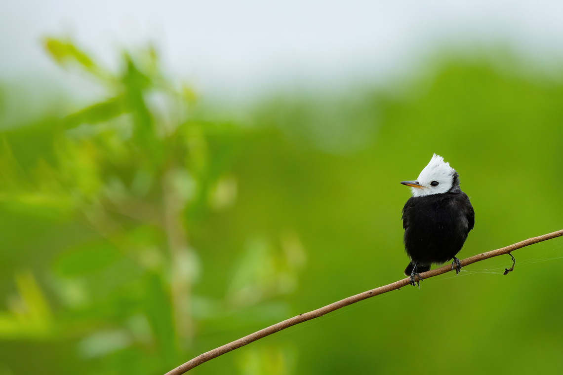 White-headed Marsh Tyrant (Arundinicola leucocephala) Yarinacocha, Ucayali, Peru. Aug 14, 2023 Arundinicola leucocephala,Geotagged,Peru,White-headed Marsh Tyrant,Winter