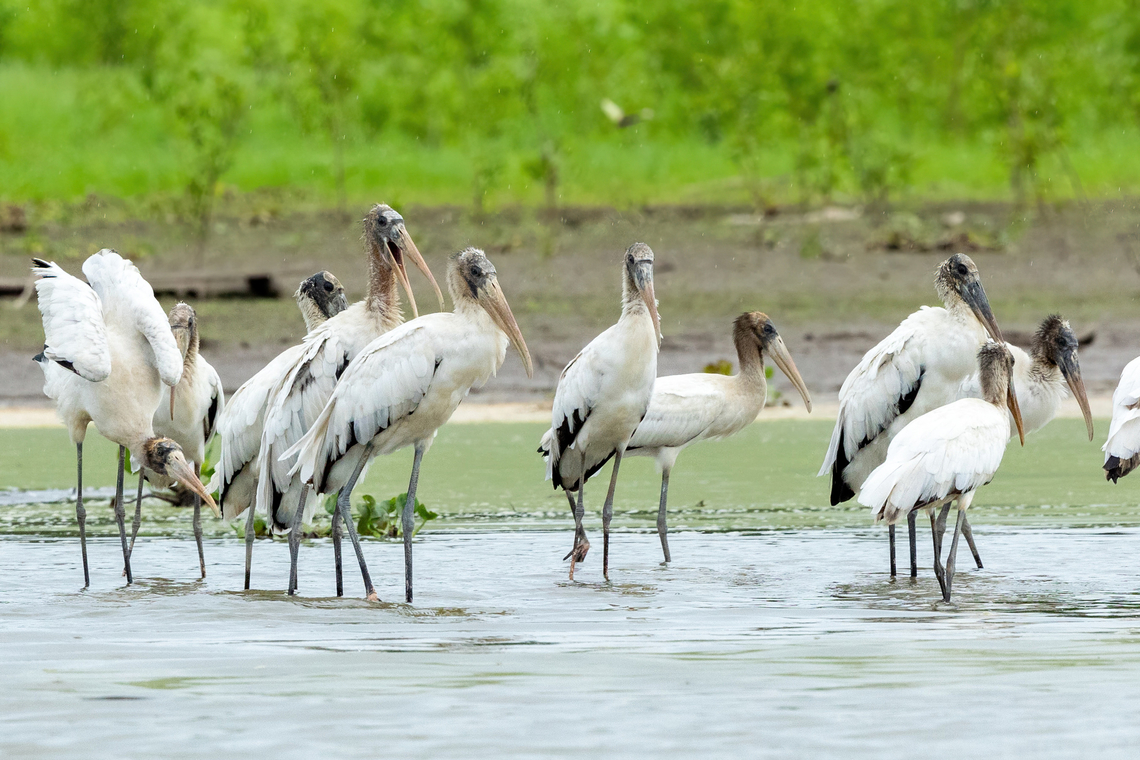 Wood storks (Mycteria americana) Yarinacocha, Ucayali, Peru. Aug 14, 2023 Geotagged,Mycteria americana,Peru,Winter,Wood stork