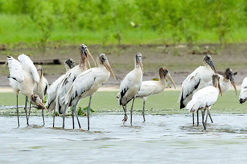 Wood storks (Mycteria americana) Yarinacocha, Ucayali, Peru. Aug 14, 2023 Geotagged,Mycteria americana,Peru,Winter,Wood stork