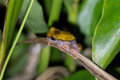Variable Clown Tree Frog (Dendropsophus triangulum) Uni Rao Ecolodge, Ucayali, Peru. Aug 14, 2023 Dendropsophus triangulum,Geotagged,Peru,Variable Clown Tree Frog,Winter
