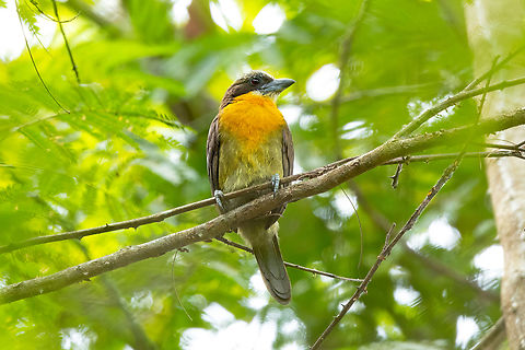 Capito aurovirens (Scarlet-crowned Barbet) female Yarinacocha, Ucayali, Peru. Aug 14, 2023 Capito aurovirens,Geotagged,Peru,Scarlet-crowned Barbet,Winter