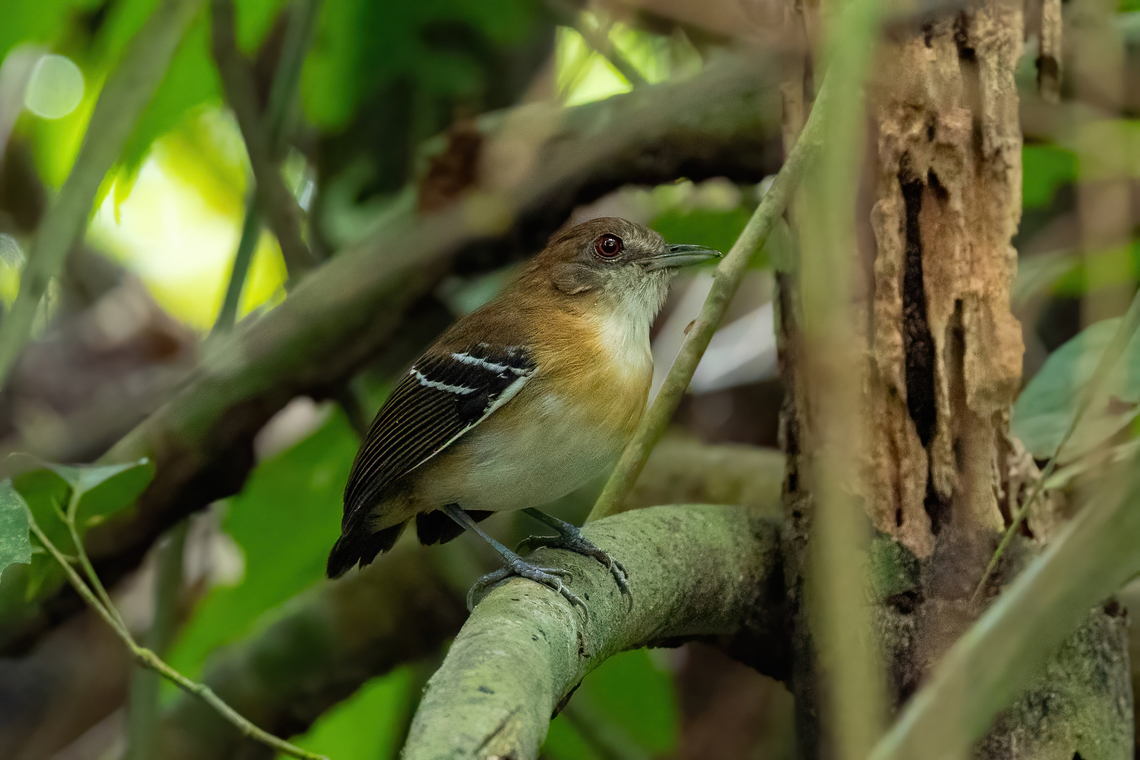 Black-tailed antbird (Myrmoborus melanurus) Yarinacocha, Ucayali, Peru. Aug 14, 2023 Black-tailed antbird,Geotagged,Myrmoborus melanurus,Peru,Winter