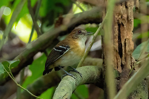 Black-tailed antbird (Myrmoborus melanurus) Yarinacocha, Ucayali, Peru. Aug 14, 2023 Black-tailed antbird,Geotagged,Myrmoborus melanurus,Peru,Winter
