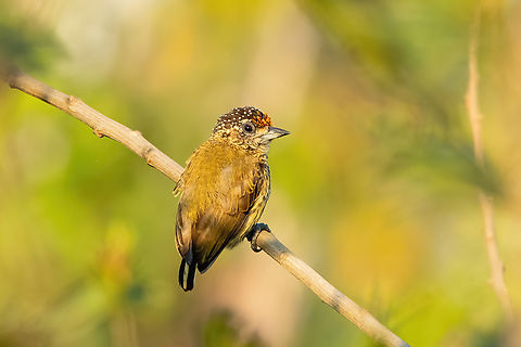 Bar-breasted Piculet (Picumnus aurifrons) Masisea, Ucayali, Peru. Aug 19, 2023 Bar-breasted piculet,Geotagged,Peru,Picumnus aurifrons,Winter