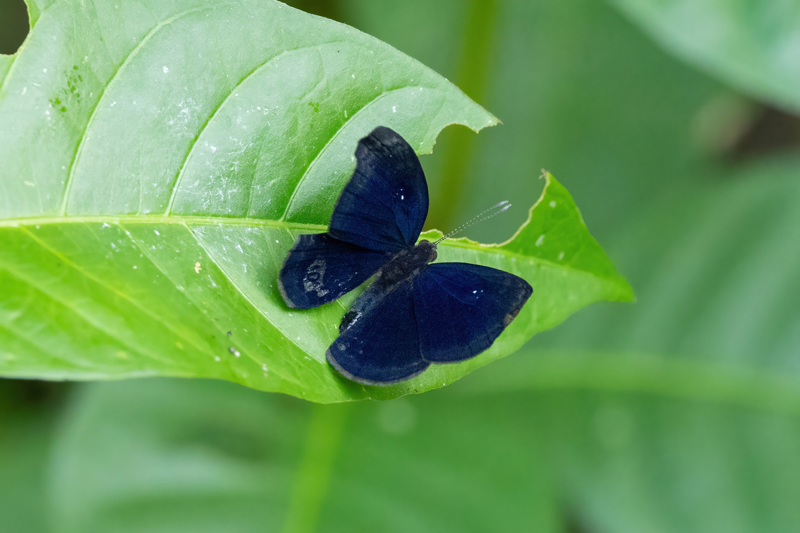 Mesosemia melpia (Riodinidae) Yarinacocha, Ucayali, Peru. Aug 14, 2023 Geotagged,Mesosemia melpia,Peru,Winter