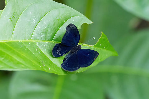Mesosemia melpia (Riodinidae) Yarinacocha, Ucayali, Peru. Aug 14, 2023 Geotagged,Mesosemia melpia,Peru,Winter