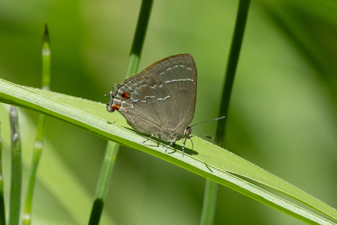 Contrafacia imma (Lycaenidae) Macro, Amazonas, Peru. Jun 19, 2024 Contrafacia imma,Fall,Geotagged,Peru