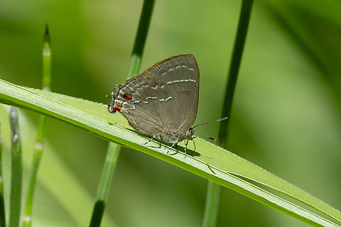 Contrafacia imma (Lycaenidae) Macro, Amazonas, Peru. Jun 19, 2024 Contrafacia imma,Fall,Geotagged,Peru