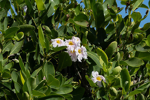 Pink Trumpet-Tree (Tabebuia heterophylla) RN La Caravelle, Martinique. Nov 22, 2023 Fall,Geotagged,Martinique,Pink Manjack,Tabebuia heterophylla