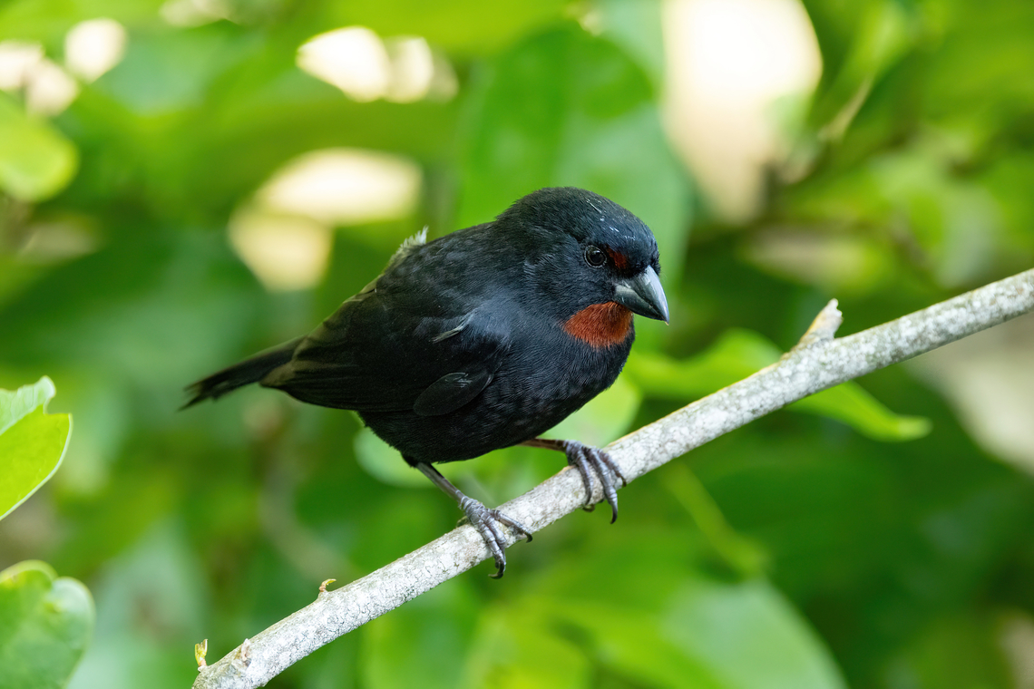 Lesser Antillean bullfinch (Loxigilla noctis) RN La Caravelle, Martinique. Nov 22, 2023 Fall,Geotagged,Lesser Antillean bullfinch,Loxigilla noctis,Martinique