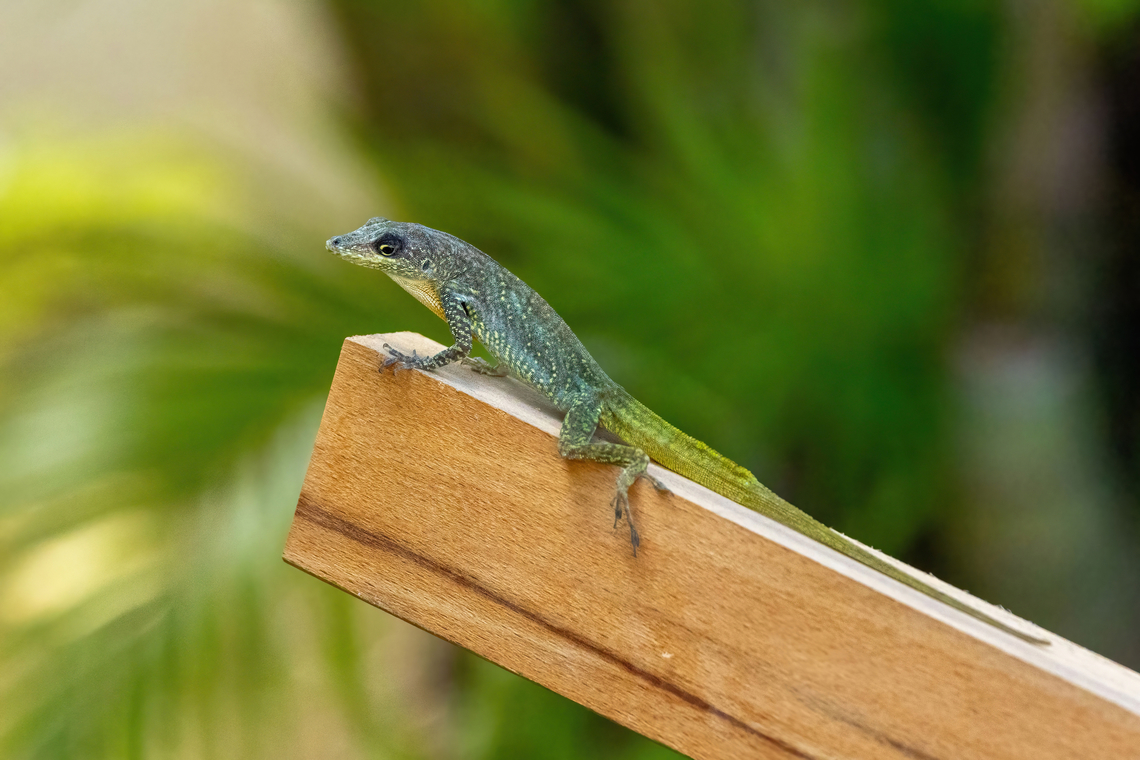 Martinique Anole (Anolis roquet) La Trinit&eacute;, Martinique. Nov 22, 2023 Anolis roquet,Fall,Geotagged,Martinique