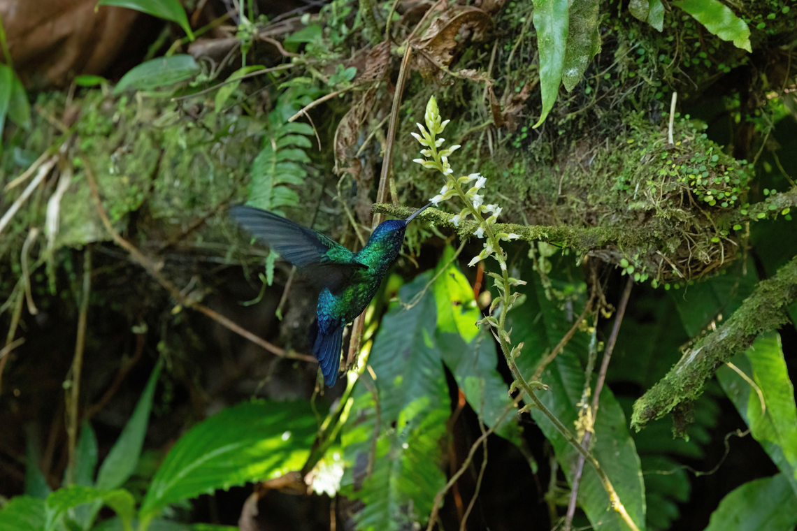 Blue-headed hummingbird (Riccordia bicolor) Plateau Boucher, Martinique. Nov 22, 2023 Blue-headed hummingbird,Fall,Geotagged,Martinique,Riccordia bicolor