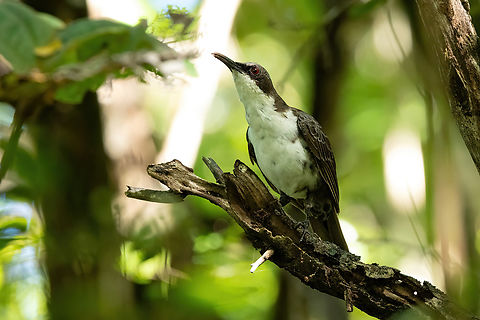 White-breasted thrasher (Ramphocinclus brachyurus) RN La Caravelle, Martinique. Nov 22, 2023 Fall,Geotagged,Martinique,Ramphocinclus brachyurus,White-breasted thrasher