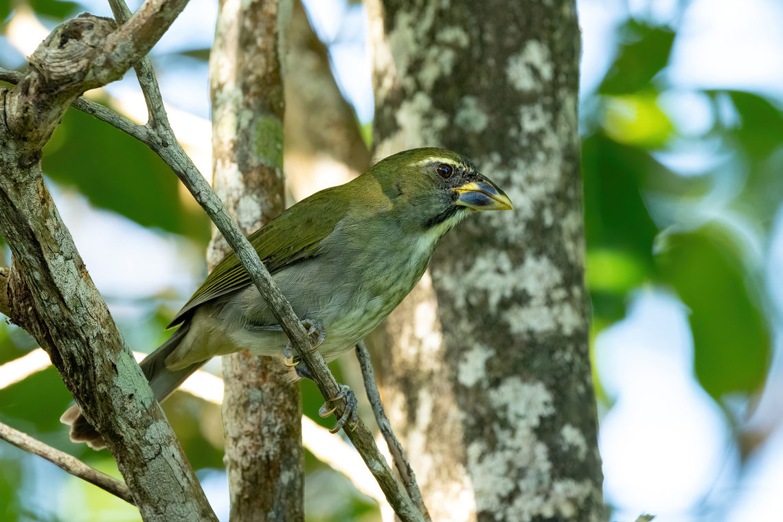Lesser Antillean saltator (Saltator albicollis) RN La Caravelle, Martinique. Nov 22, 2023 Fall,Geotagged,Lesser Antillean saltator,Martinique,Saltator albicollis