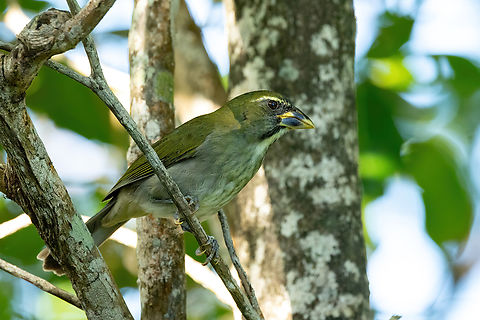 Lesser Antillean saltator