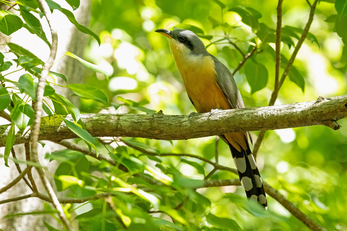 Mangrove cuckoo (Coccyzus minor) RN La Caravelle, Martinique. Nov 22, 2023 Coccyzus minor,Fall,Geotagged,Mangrove cuckoo,Martinique