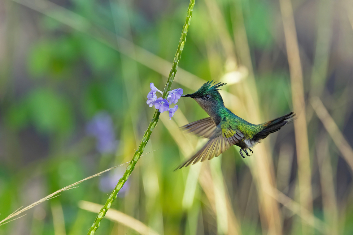 Antillean crested hummingbird (Orthorhyncus cristatus) RN La Caravelle, Martinique. Nov 22, 2023 Antillean crested hummingbird,Fall,Geotagged,Martinique,Orthorhyncus cristatus