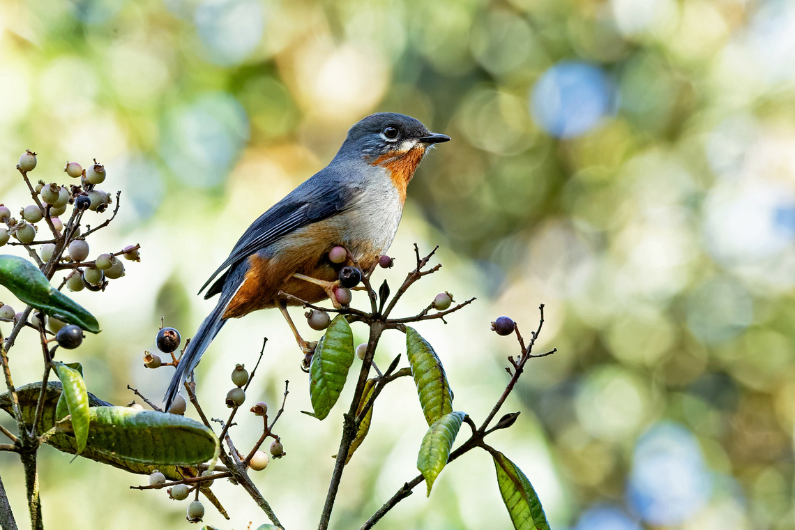 Rufous-throated Solitaire (Myadestes genibarbis) Plateau Boucher, Martinique. Nov 22, 2023 Fall,Geotagged,Martinique,Myadestes genibarbis,Rufous-throated solitaire