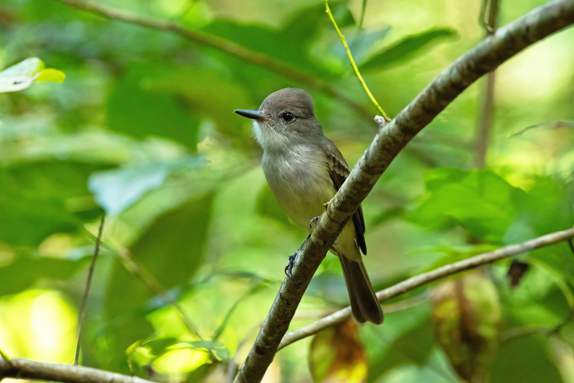 Lesser Antillean flycatcher (Myiarchus oberi) Anse Mathurin, Martinique. Dec 5, 2023 Fall,Geotagged,Lesser Antillean flycatcher,Martinique,Myiarchus oberi