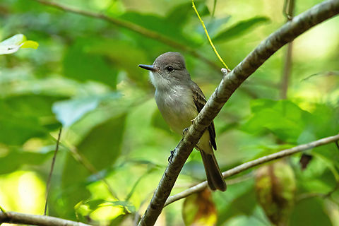 Lesser Antillean flycatcher (Myiarchus oberi) Anse Mathurin, Martinique. Dec 5, 2023 Fall,Geotagged,Lesser Antillean flycatcher,Martinique,Myiarchus oberi