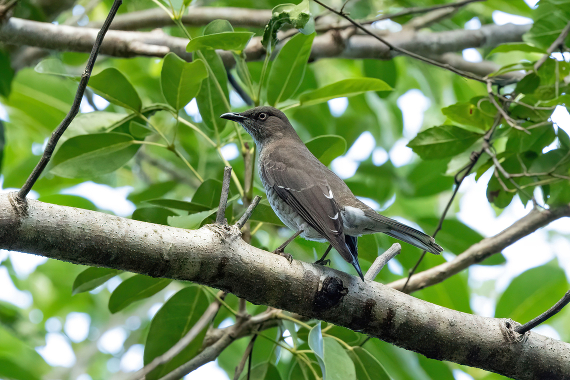 Scaly-breasted thrasher (Allenia fusca) Anse Mathurin, Martinique. Dec 5, 2023 Allenia fusca,Fall,Geotagged,Martinique,Scaly-breasted thrasher