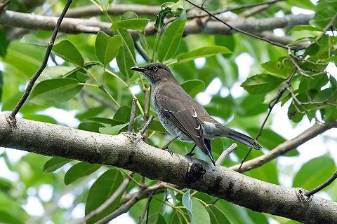 Scaly-breasted thrasher (Allenia fusca) Anse Mathurin, Martinique. Dec 5, 2023 Allenia fusca,Fall,Geotagged,Martinique,Scaly-breasted thrasher