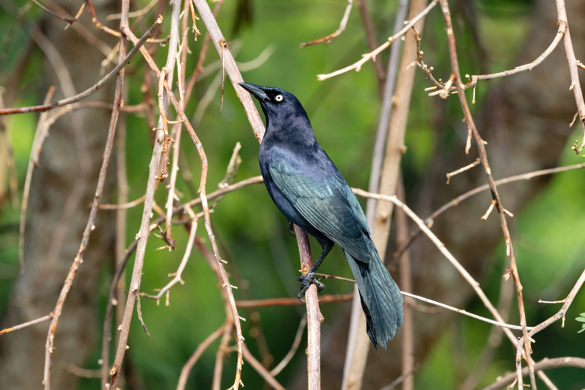 Carib grackle (Quiscalus lugubris) Les Anses d&#039;Arlet, Martinique. Dec 5, 2023 Carib grackle,Fall,Geotagged,Martinique,Quiscalus lugubris