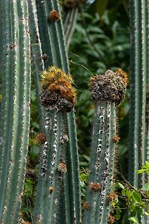 Pilosocereus curtisii (Cactaceae) Anse Noire, Martinique. Dec 5, 2023 Fall,Geotagged,Martinique,Pilosocereus curtisii