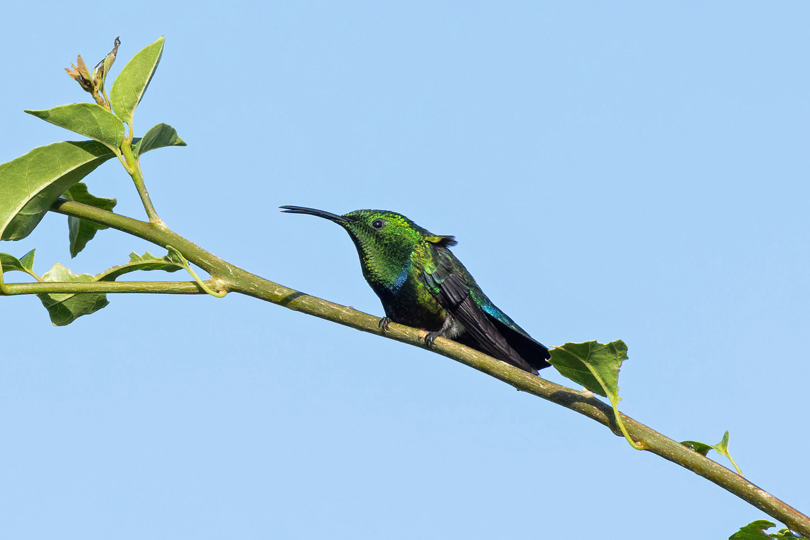 Green-throated carib (Eulampis holosericeus) Anse Noire, Martinique. Dec 5, 2023 Eulampis holosericeus,Fall,Geotagged,Green-throated carib,Martinique