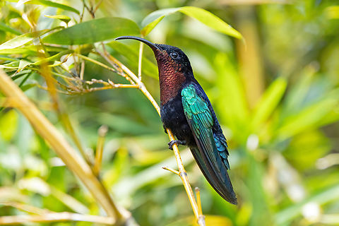 Purple-throated carib (Eulampis jugularis) Jardin de Balata, Martinique. Nov 23, 2023 Eulampis jugularis,Fall,Geotagged,Martinique,Purple-throated carib