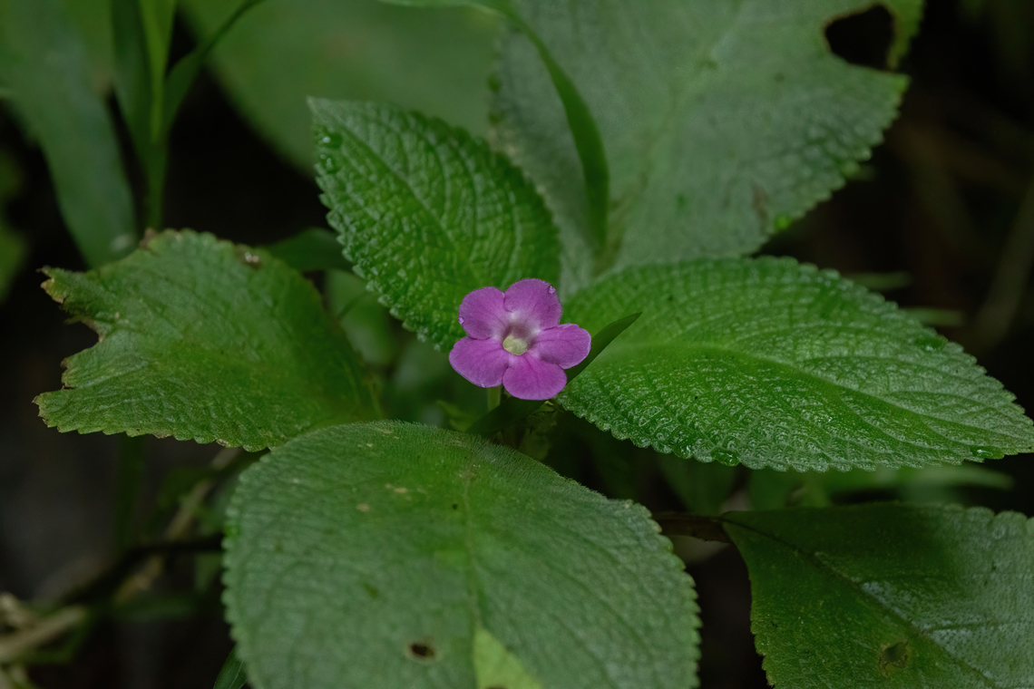 Chrysothemis melittifolia (Gesneriaceae) Pitons de Carbet, Martinique. Nov 23, 2023 Chrysothemis melittifolia,Fall,Geotagged,Martinique