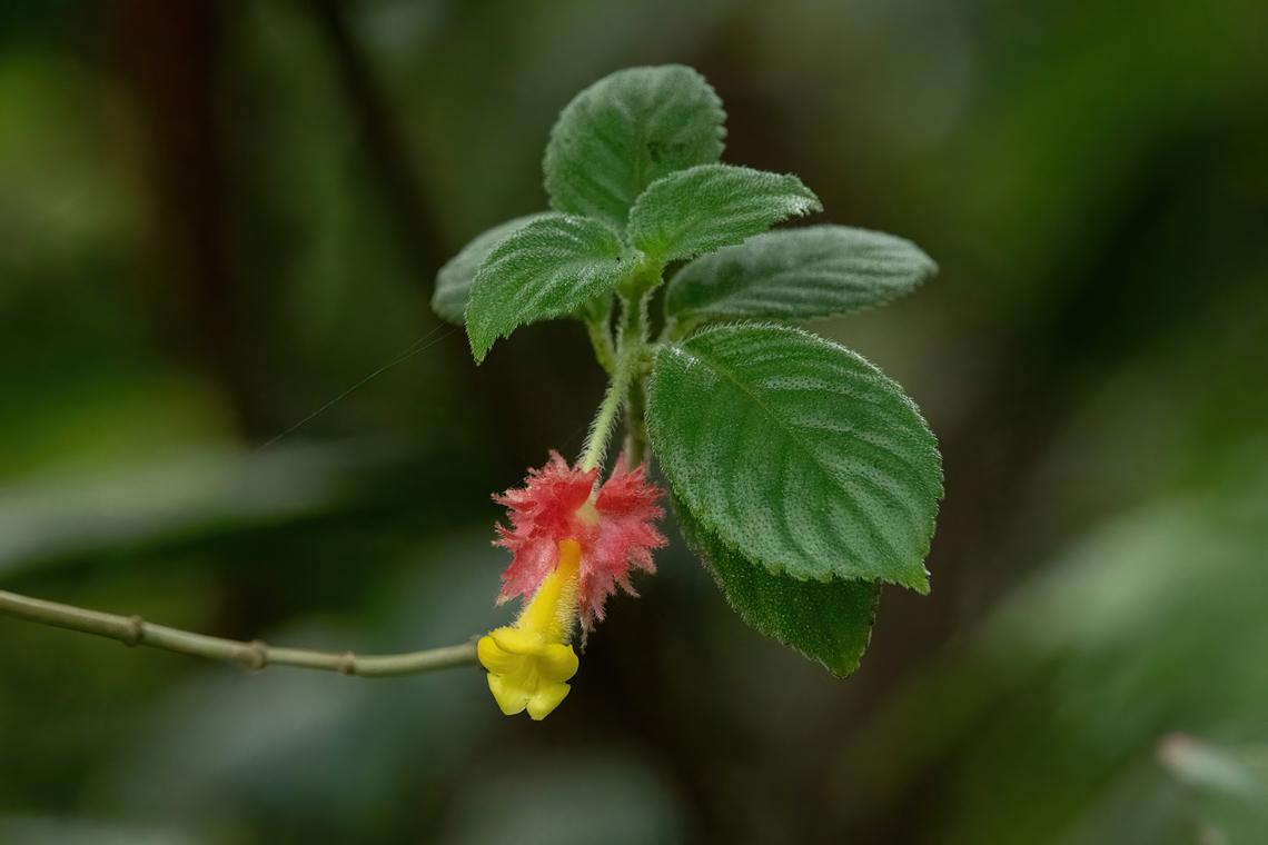 Crantzia cristata (Gesneriaceae) Pitons de Carbet, Martinique. Nov 23, 2023 Crantzia cristata,Fall,Geotagged,Martinique