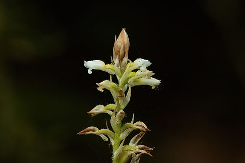 Caribbean False Helmet Orchid (Microchilus plantagineus) Pitons de Carbet, Martinique. Nov 23, 2023 Caribbean False Helmet Orchid,Fall,Geotagged,Martinique,Microchilus plantagineus