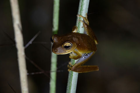 Boana courtoisae (Hylidae) Montsinery-Tonnegrande, French Guiana. Nov 23, 2023 Boana courtoisae,Fall,French Guiana,Geotagged
