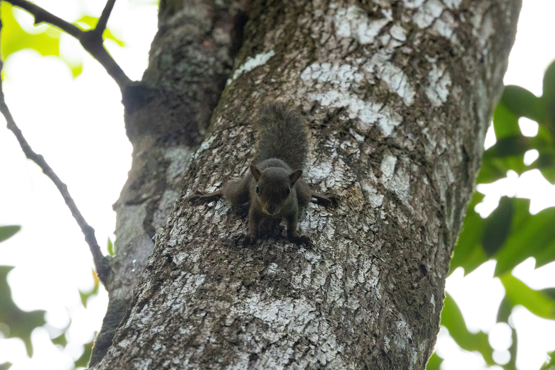 Guianan Squirrel (Sciurus aestuans) Montsinery Tonnegrande, French Guiana. Nov 24, 2023 Brazilian squirrel,Fall,French Guiana,Geotagged,Sciurus aestuans