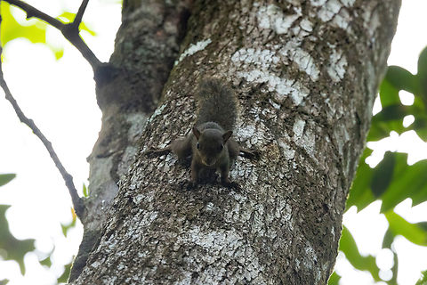 Guianan Squirrel (Sciurus aestuans) Montsinery Tonnegrande, French Guiana. Nov 24, 2023 Brazilian squirrel,Fall,French Guiana,Geotagged,Sciurus aestuans