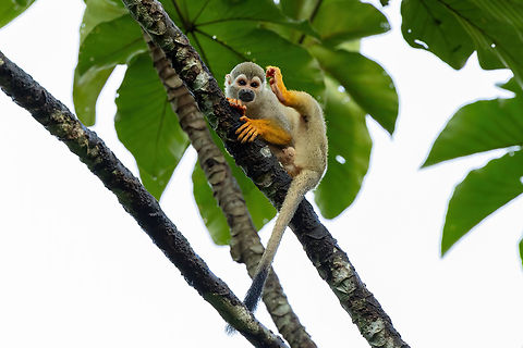 Common squirrel monkey (Saimiri sciureus) Montsinery Tonnegrande, French Guiana. Nov 24, 2023 Common squirrel monkey,Fall,French Guiana,Geotagged,Saimiri sciureus
