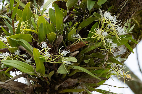 Fringed star orchid (Epidendrum ciliare) Cayenne, French Guiana. Nov 24, 2023 Epidendrum ciliare,Fall,French Guiana,Fringed star orchid,Geotagged
