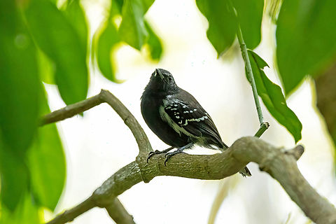 Southern White-fringed Antwren (Formicivora grisea) Cayenne, French Guiana. Nov 24, 2023 Fall,Formicivora grisea,French Guiana,Geotagged,Southern white-fringed antwren