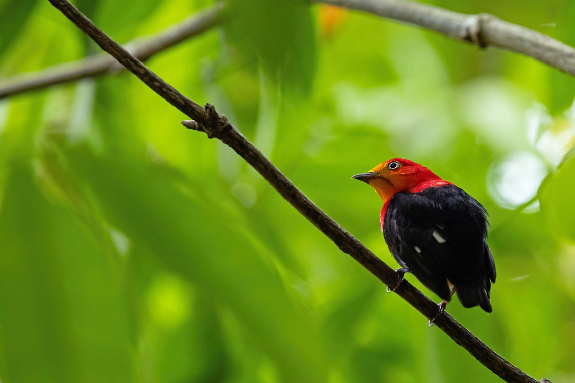 Crimson-hooded manakin (Pipra aureola) Cayenne, French Guiana. Nov 24, 2023 Crimson-hooded manakin,Fall,French Guiana,Geotagged,Pipra aureola