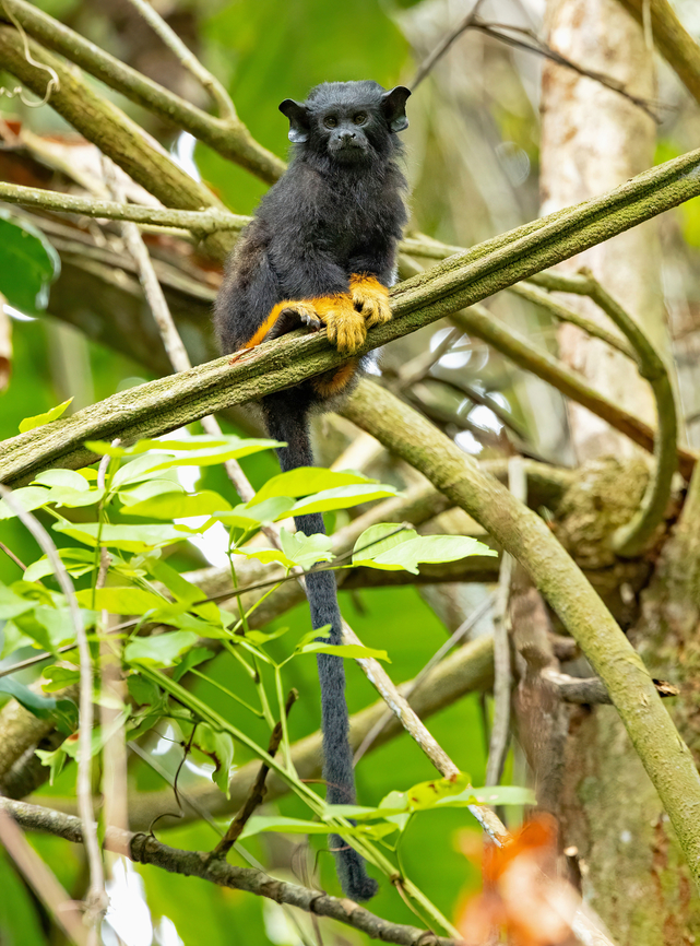 Golden-handed Tamarin (Saguinus midas) Cayenne, French Guiana. Nov 24, 2023 Fall,French Guiana,Geotagged,Red-handed tamarin,Saguinus midas