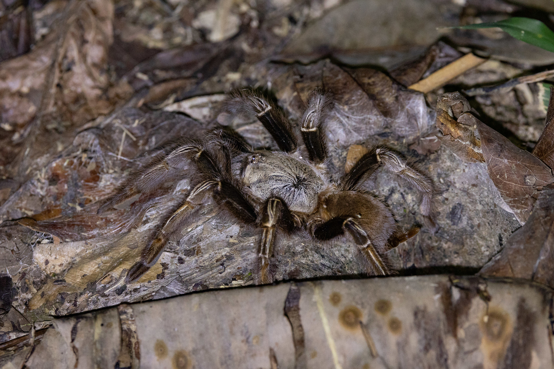 Yellow-kneed Skeleton Tarantula (Ephebopus murinus) Montsinery-Tonnegrande, French Guiana. Nov 24, 2023 Ephebopus murinus,Fall,French Guiana,Geotagged,Skeleton tarantula