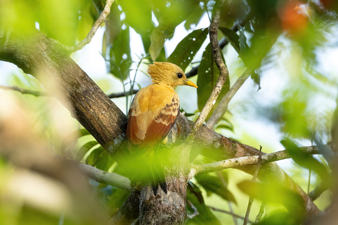 Cream-colored woodpecker (Celeus flavus) Kourou, French Guiana. Nov 28, 2023 Celeus flavus,Cream-colored woodpecker,Fall,French Guiana,Geotagged