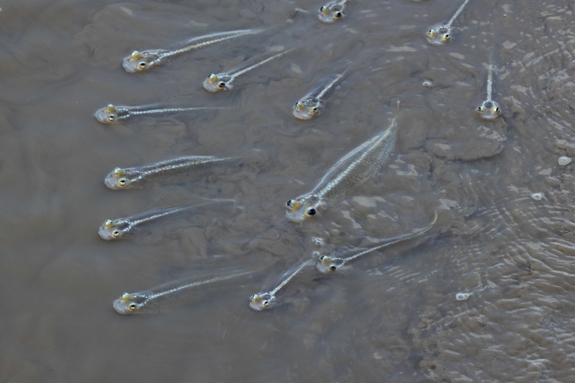 Largescale Four-eyed Fish (Anableps anableps) Kourou, French Guiana. Nov 28, 2023 Anableps anableps,Fall,French Guiana,Geotagged,Largescale four-eyed fish
